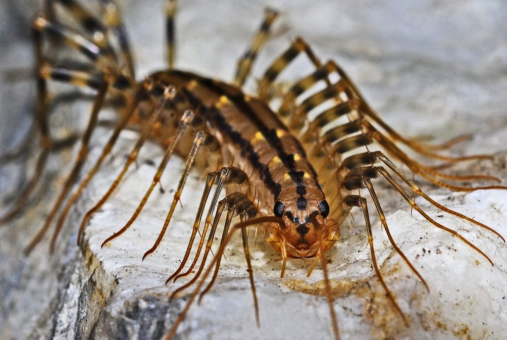 An image of a common house centipede 